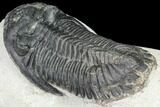 Bargain, Hollardops Trilobite - Very Large Example #80646-5